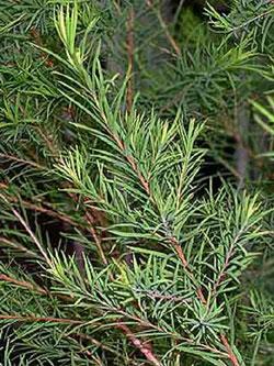 Australischer Teebaum Melaleuca - Alternifolia